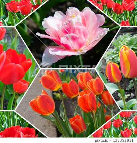 Red tulip flowers on the background of the spring garden. Red tulip flowers on the background of the spring garden. 123352911