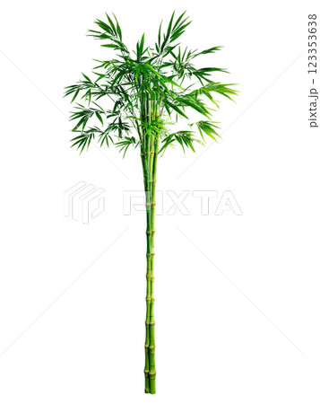Bamboo Palm, slender, bamboo-like trunk, lush green foliage, transparent background, bright colors, isolated. Bamboo Palm, slender, bamboo-like trunk, lush green foliage, transparent background, bright colors, isolated. 123353638