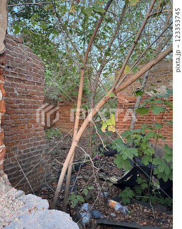 Overgrown ruins of an abandoned brick building 123353745