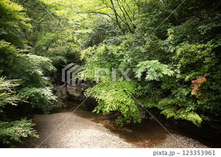 大分市　大分県県民の森 123353961