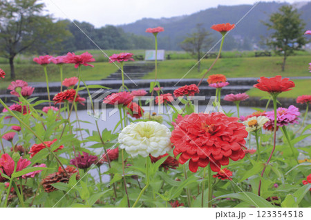 百日草 ジニア 123354518