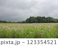 広大なコスモス畑 123354521