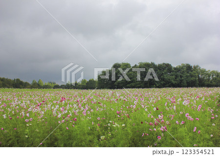 広大なコスモス畑 広大なコスモス畑 123354521