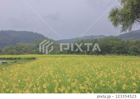 黄花コスモス レモンブライト 123354523