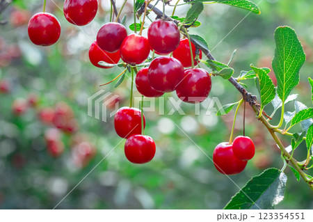 Red sour cherries are hanging on a branch with green leaves. 123354551