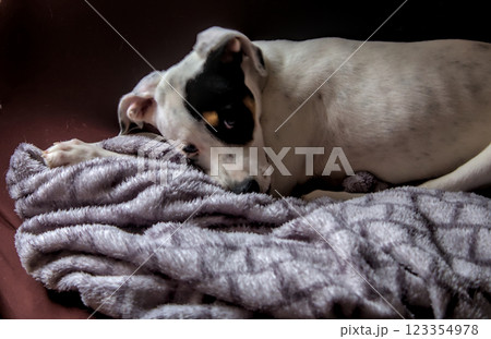 adorable puppy posing 123354978