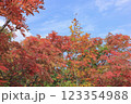 栗駒山の紅葉 123354988