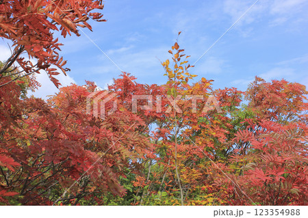 栗駒山の紅葉 123354988