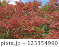 栗駒山の紅葉 123354990