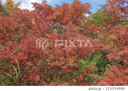 栗駒山の紅葉 栗駒山の紅葉 123354990