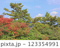 栗駒山の紅葉 123354991