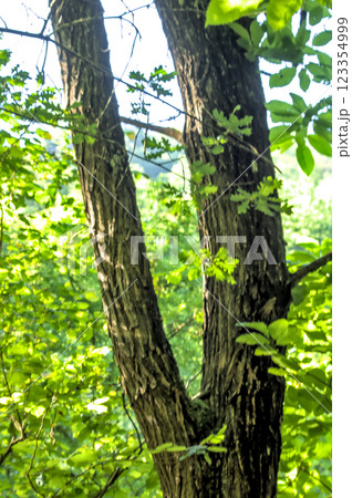 tree with twisted branches 123354999