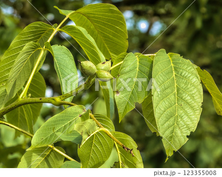 branches with green nuts 123355008