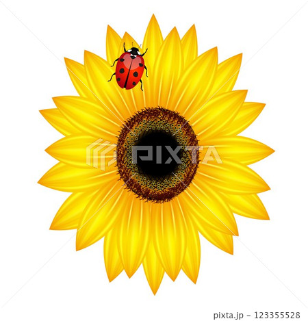 Sunflower and ladybird on white background. 123355528