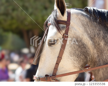 Elegant horses and riders at the vibrant Jerez Fair Elegant horses and riders at the vibrant Jerez Fair 123355536