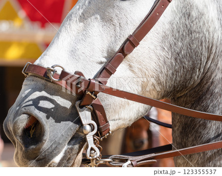 Elegant horses and riders at the vibrant Jerez Fair Elegant horses and riders at the vibrant Jerez Fair 123355537