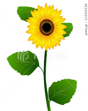 Sunflower on a white background. 123355538