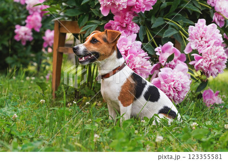 Small Jack Russell terrier sitting on grass with nice pink flowers behind her Small Jack Russell terrier sitting on grass with nice pink flowers behind her 123355581