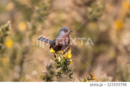 Dartford warbler perched on gorse with yellow blossoms Dartford warbler perched on gorse with yellow blossoms 123355796