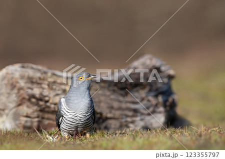 Portrait of a common cuckoo in a meadow Portrait of a common cuckoo in a meadow 123355797