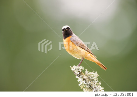 Portrait of a common redstart perched on a mossy tree branch against clear green background Portrait of a common redstart perched on a mossy tree branch against clear green background 123355801