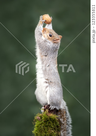 Grey squirrel holding nut on a mossy tree branch Grey squirrel holding nut on a mossy tree branch 123355811