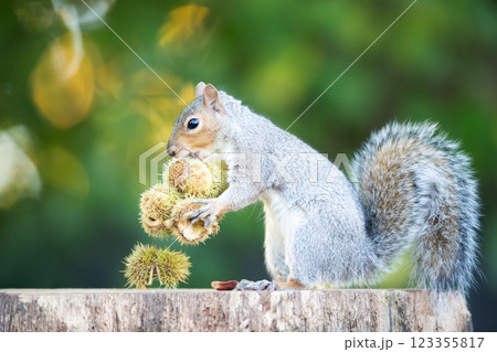 Grey squirrel eating sweet chestnut fruits in autumn Grey squirrel eating sweet chestnut fruits in autumn 123355817
