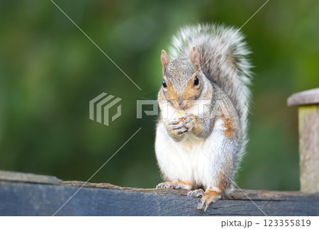 Grey squirrel eating nut on a garden fence 123355819