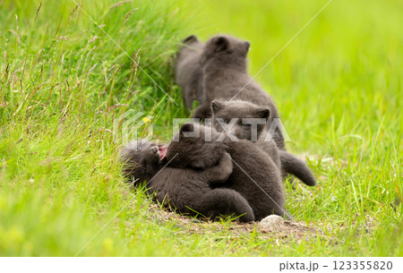 Arctic Fox cubs playing in a meadow 123355820