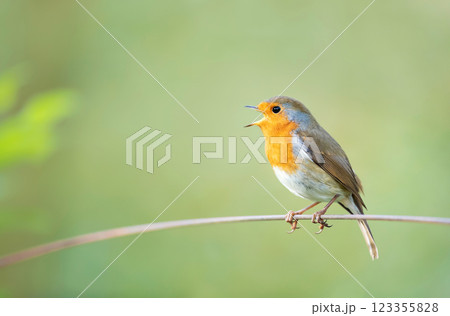 Portrait of European robin singing in spring 123355828