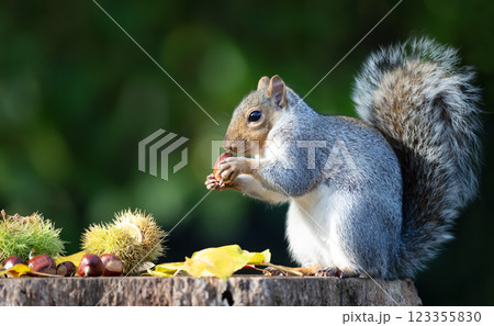 Grey squirrel eating sweet chestnut fruit in autumn Grey squirrel eating sweet chestnut fruit in autumn 123355830
