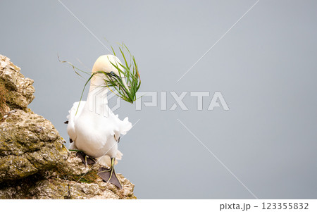 Northern Gannet carrying nesting material in its beak Northern Gannet carrying nesting material in its beak 123355832