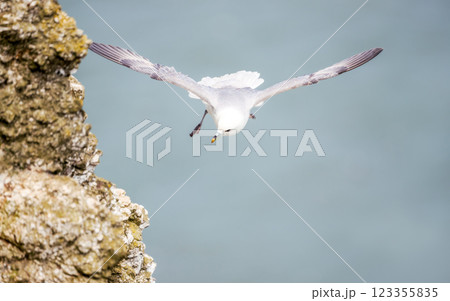 Northern fulmar in flight along coastal cliffs Northern fulmar in flight along coastal cliffs 123355835