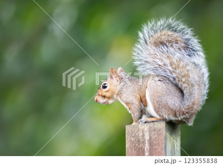 Portrait of a cute curious grey squirrel standing on a garden fence post 123355838