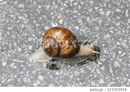 Slimy snail on marble Slimy snail on marble 123355916