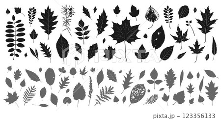 silhouette leaves set autumn background ,isolated vector design elements silhouette leaves set autumn background ,isolated vector design elements 123356133