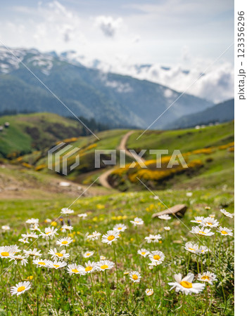 Scenic view of daisies in a mountain landscape. 123356296