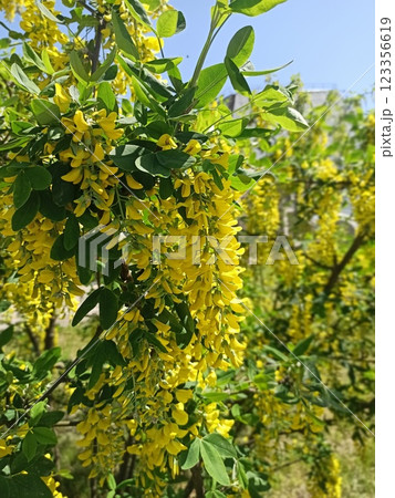 Golden chain tree in full bloom Golden chain tree in full bloom 123356619