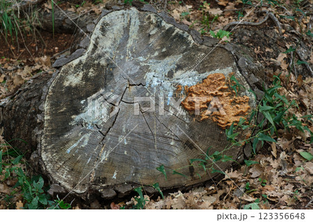Tree stump with fungi on the forest floor in a Mediterranean oak grove 123356648