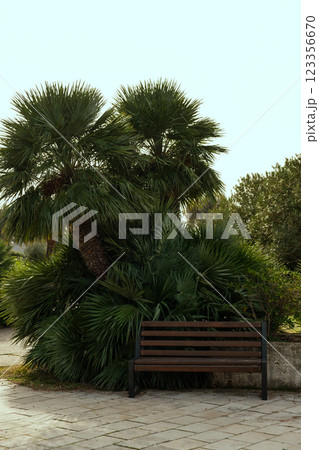 Park bench surrounded by tropical palm trees in a bright inviting setting perfect for relaxation and vacation themes 123356670