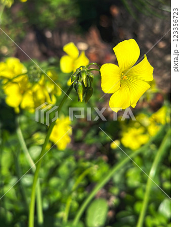 Bright yellow early spring wildflower Oxalis pes caprae blooming in a sunlit garden known for its medicinal properties 123356723
