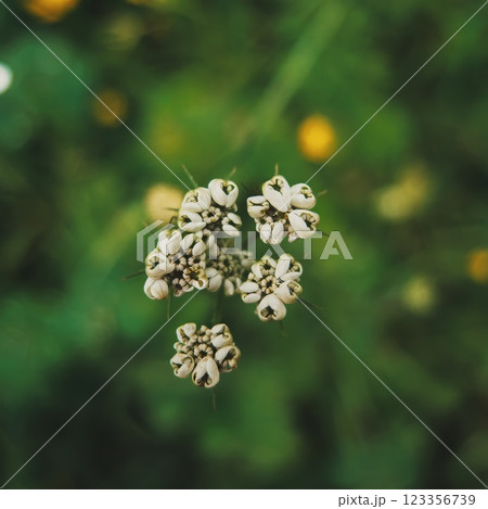 Delicate White Wildflowers in Green Field Delicate White Wildflowers in Green Field 123356739
