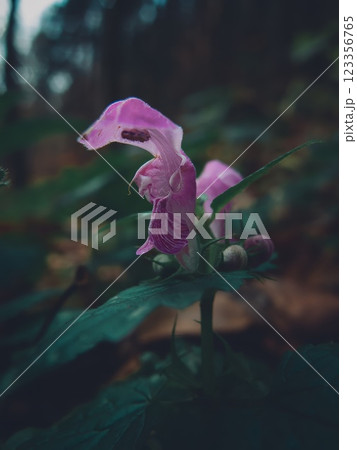 Close-Up of Vibrant Pink Wildflower in Forest 123356765