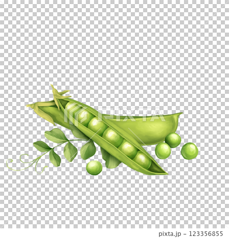 Green peas pods with leaves. Hand drawn illustration. 123356855