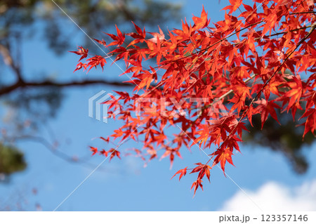 Red Maple Leaves Against Clear Blue Sky in Autumn 123357146