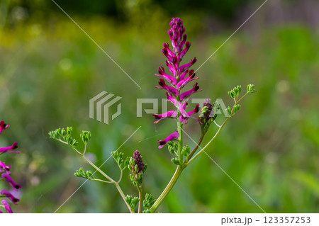 Fumaria officinalis, the common fumitory, drug fumitory or earth smoke, is a herbaceous annual flowering plant,healing for skin problems, blood purification 123357253