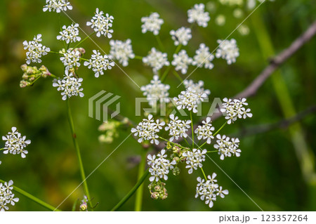 Chaerophyllum hirsutum roseum - pink umbels of hairy chervil Chaerophyllum hirsutum roseum - pink umbels of hairy chervil 123357264