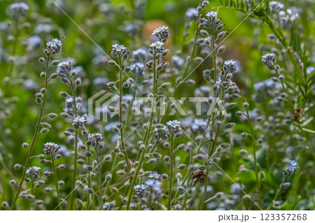 Wide angle closeup on an aggregation of lightblue Early Forget-me-not, Myosotis ramosissima an annual flowering herb 123357268