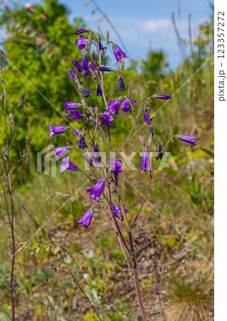Tall bellflower, Campanula latifolia var. macrantha, blooming in a sunny garden in July, closeup with selective focus 123357272