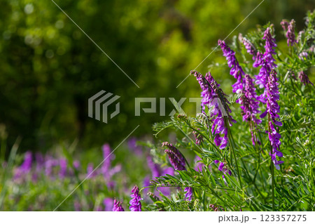 Vetch, vicia cracca valuable honey plant, fodder, and medicinal plant. Fragile purple flowers background. Woolly or Fodder Vetch blossom in spring garden Vetch, vicia cracca valuable honey plant, fodder, and medicinal plant. Fragile purple flowers background. Woolly or Fodder Vetch blossom in spring garden 123357275
